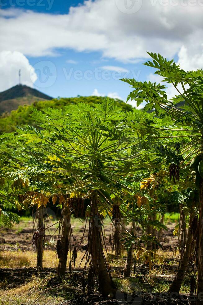 vue de une Papaye cultivation et le majestueux montagnes à le Région de valle del Cauca dans Colombie photo