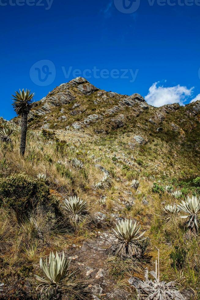 magnifique paysage de colombien andine montagnes montrant paramo type végétation dans le département de cundinamarca photo