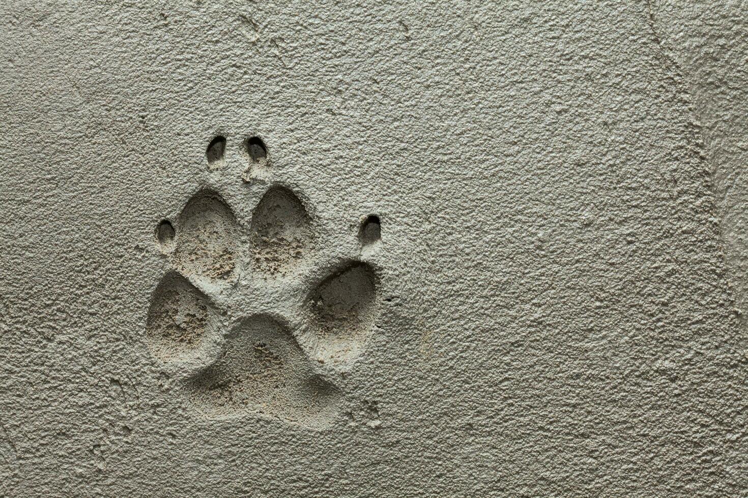 chien patte empreinte sur Frais ciment photo