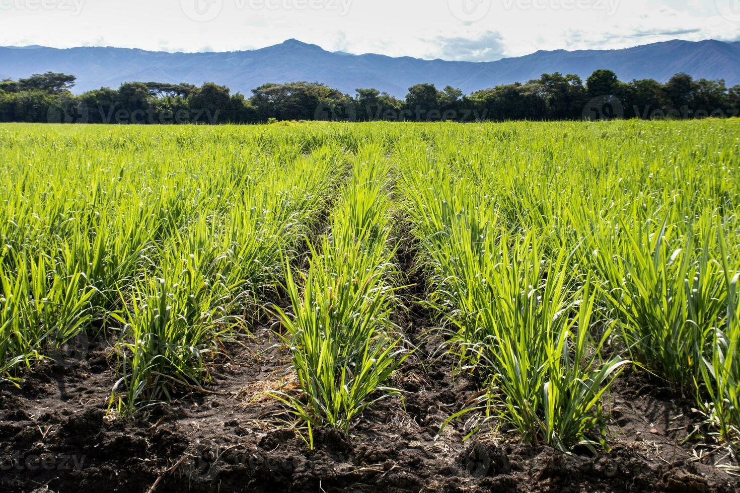 sucre canne champ et le majestueux montagnes à le valle del Cauca Région dans Colombie photo