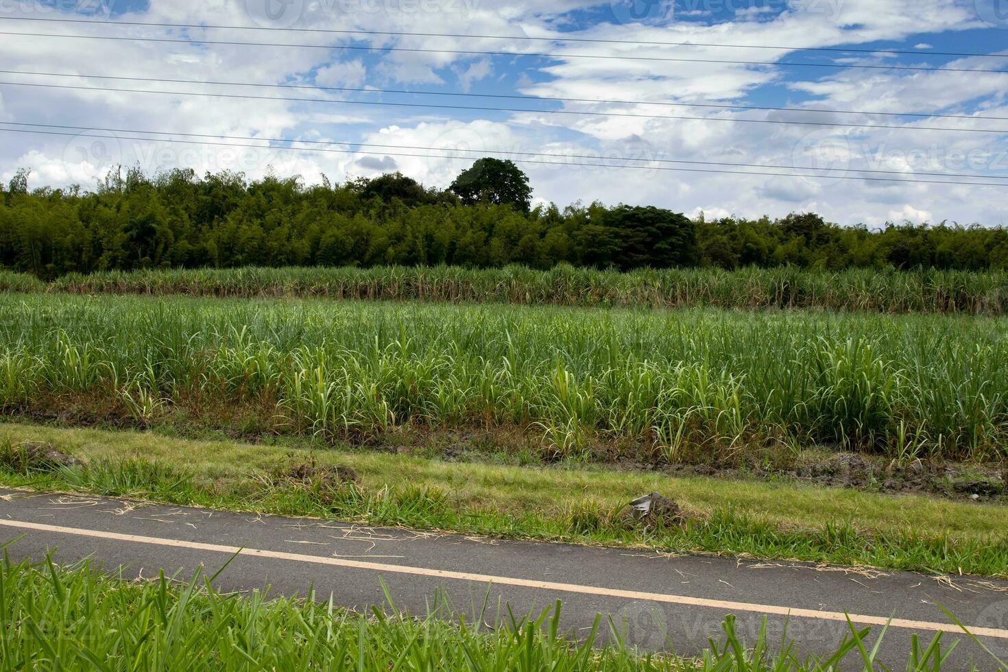 vide bicyclette chemin le long de le cali - palmira route dans Colombie photo