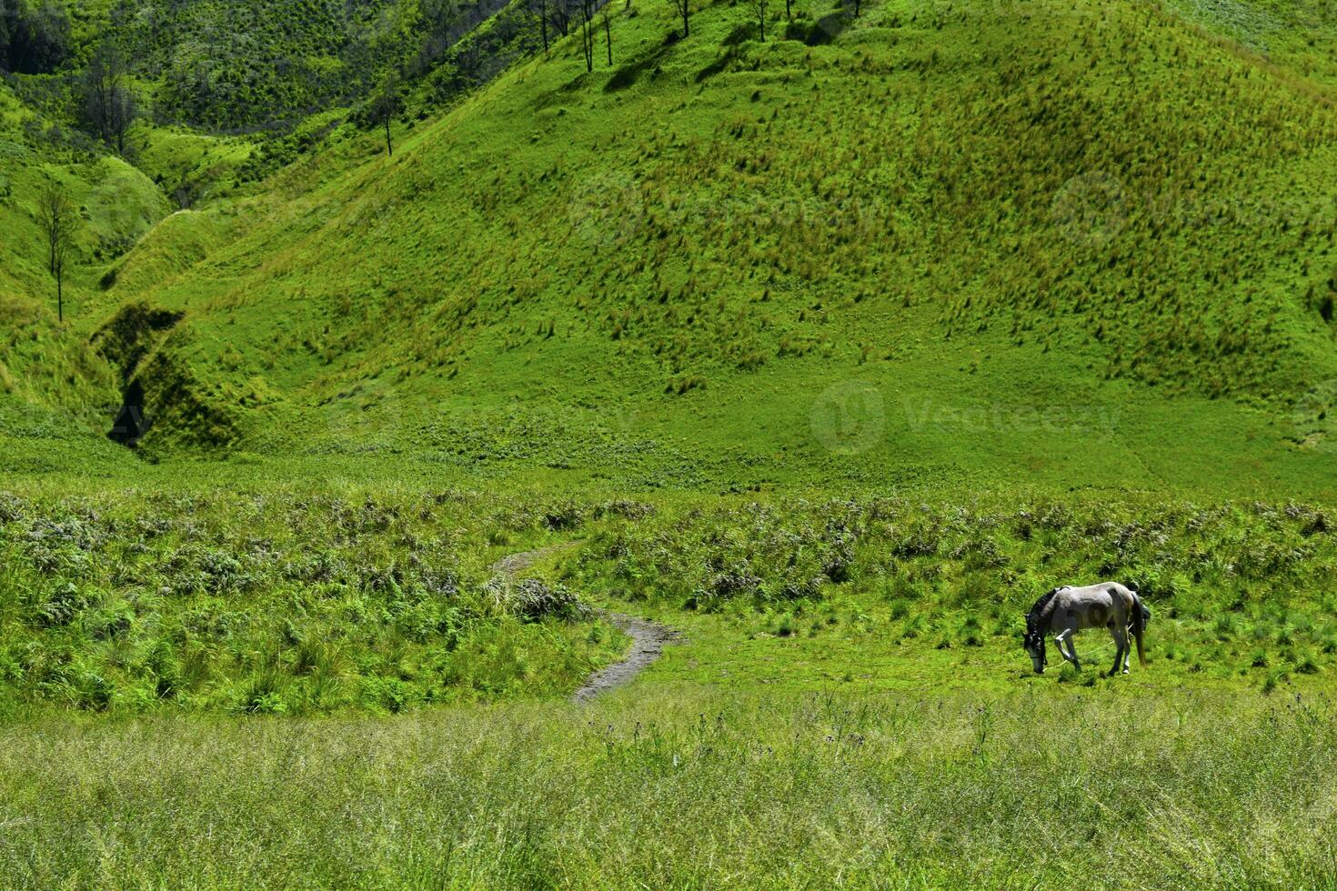 scénique vert herbe champ vue de roulant campagne vert ferme des champs avec cheval photo