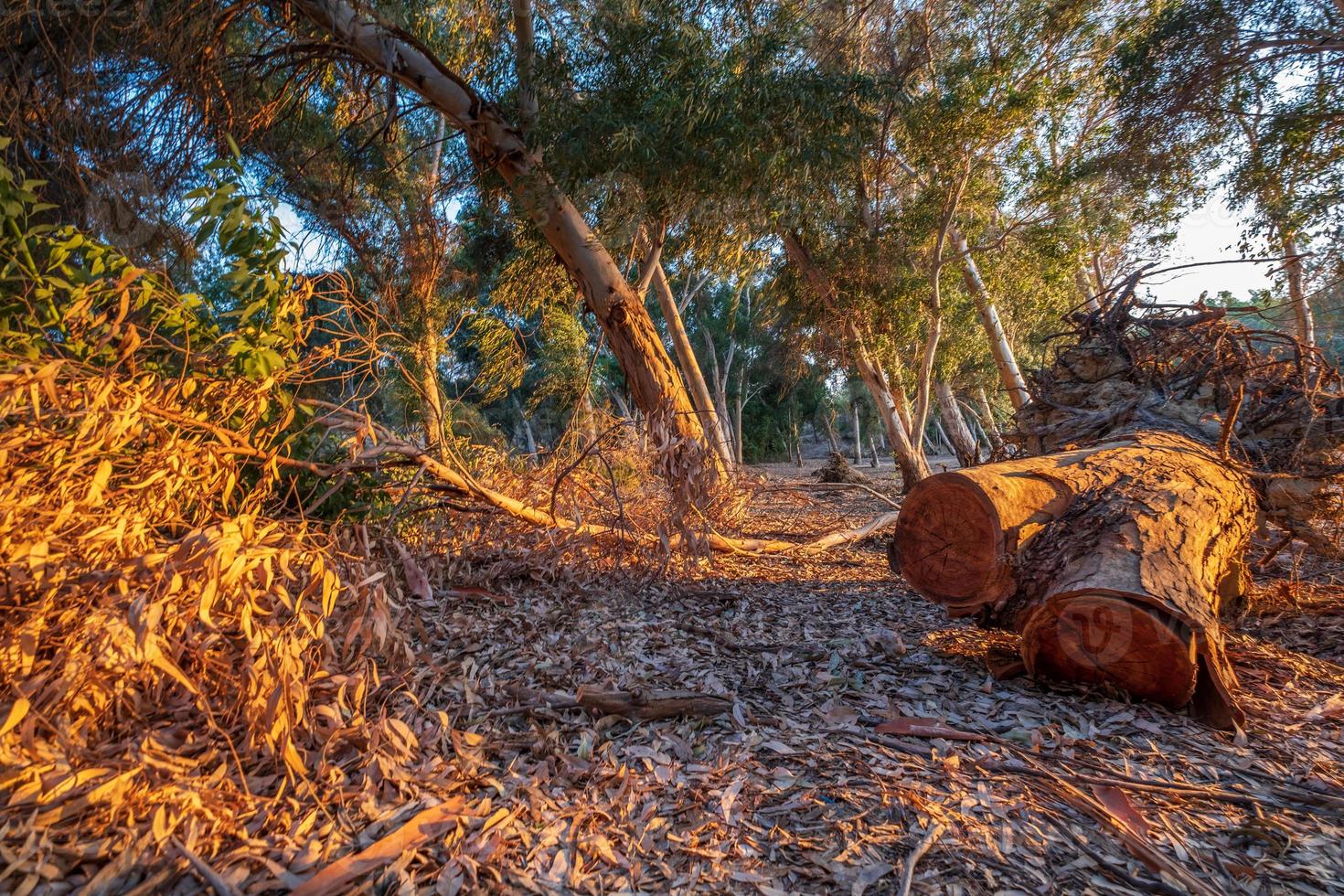 Couper l'écorce des arbres au lac Athalassa, Chypre baignée de lumière chaude de l'après-midi photo