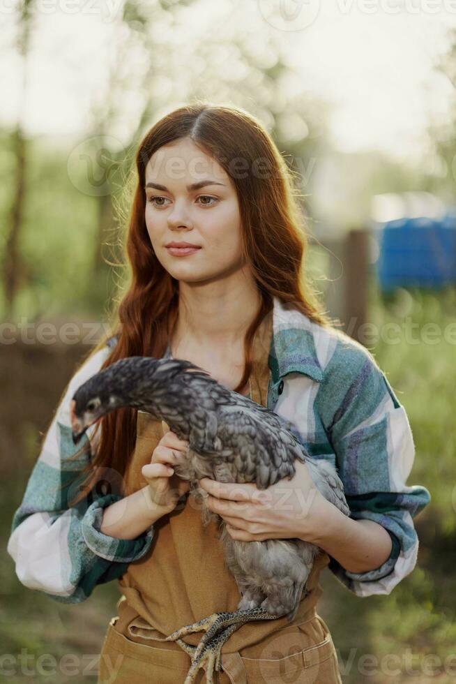 une femme agriculteur détient une poulet et regards à il à vérifier le santé et général état de le oiseau sur sa Accueil ferme dans le Extérieur stylo photo