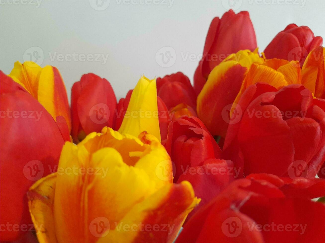 tulipes. printemps tulipes sur une lumière Contexte. Contexte pour une salutation carte photo