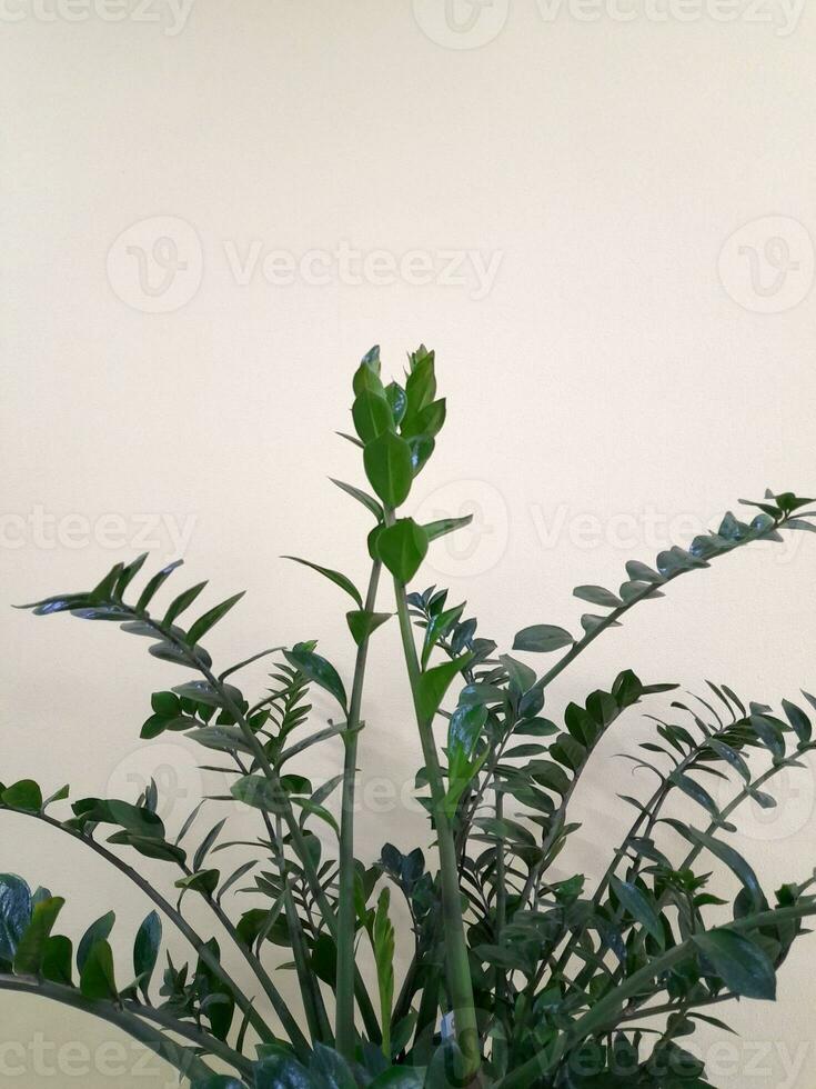 intérieur vert plante sur une lumière Contexte. floral Contexte pour une carte postale photo