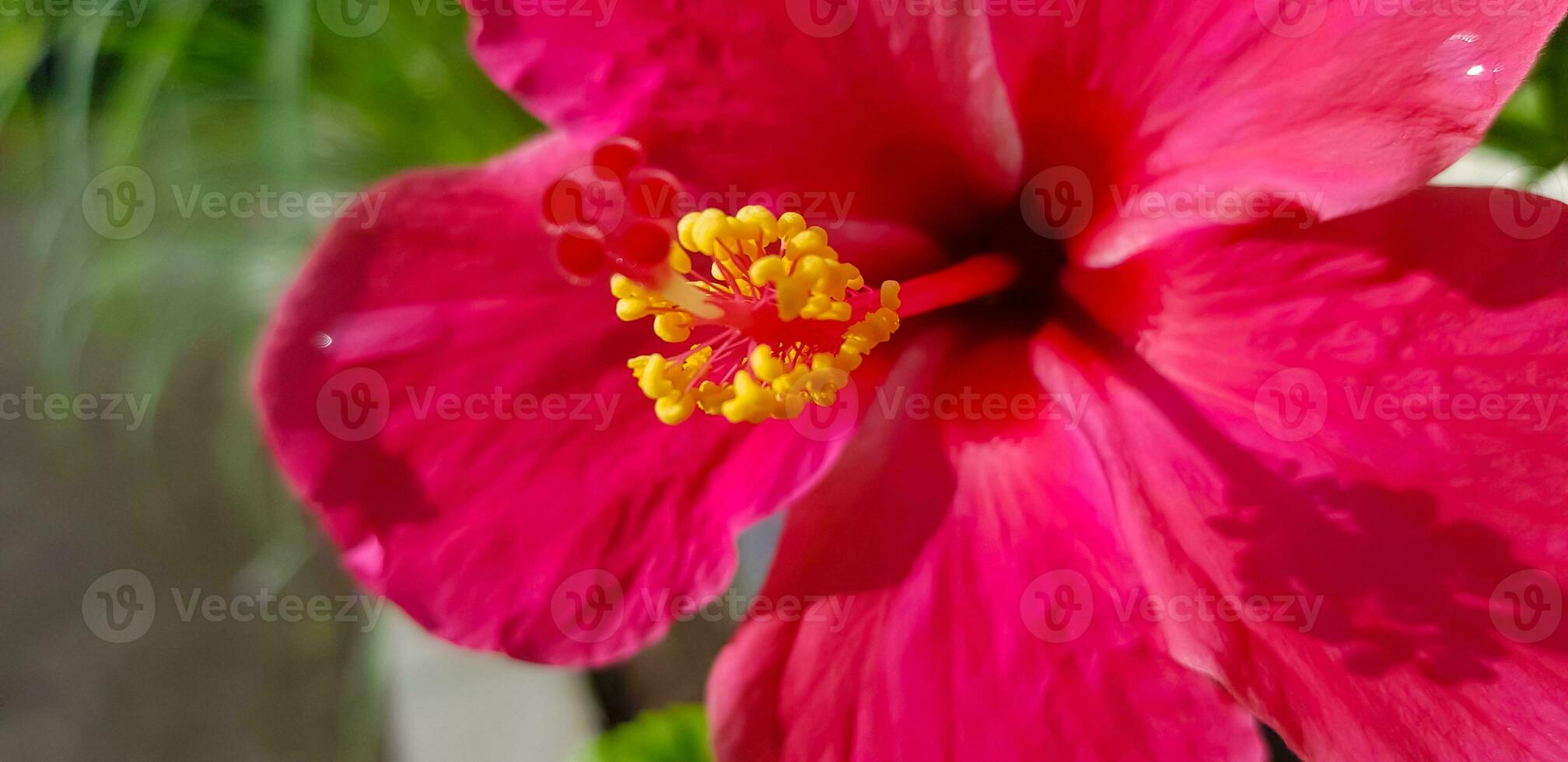 magnifique proche en haut de rose fleur rose allamanda ou allamanda blanchetii une cc, ou apocynacées ou kembang sepatu photo