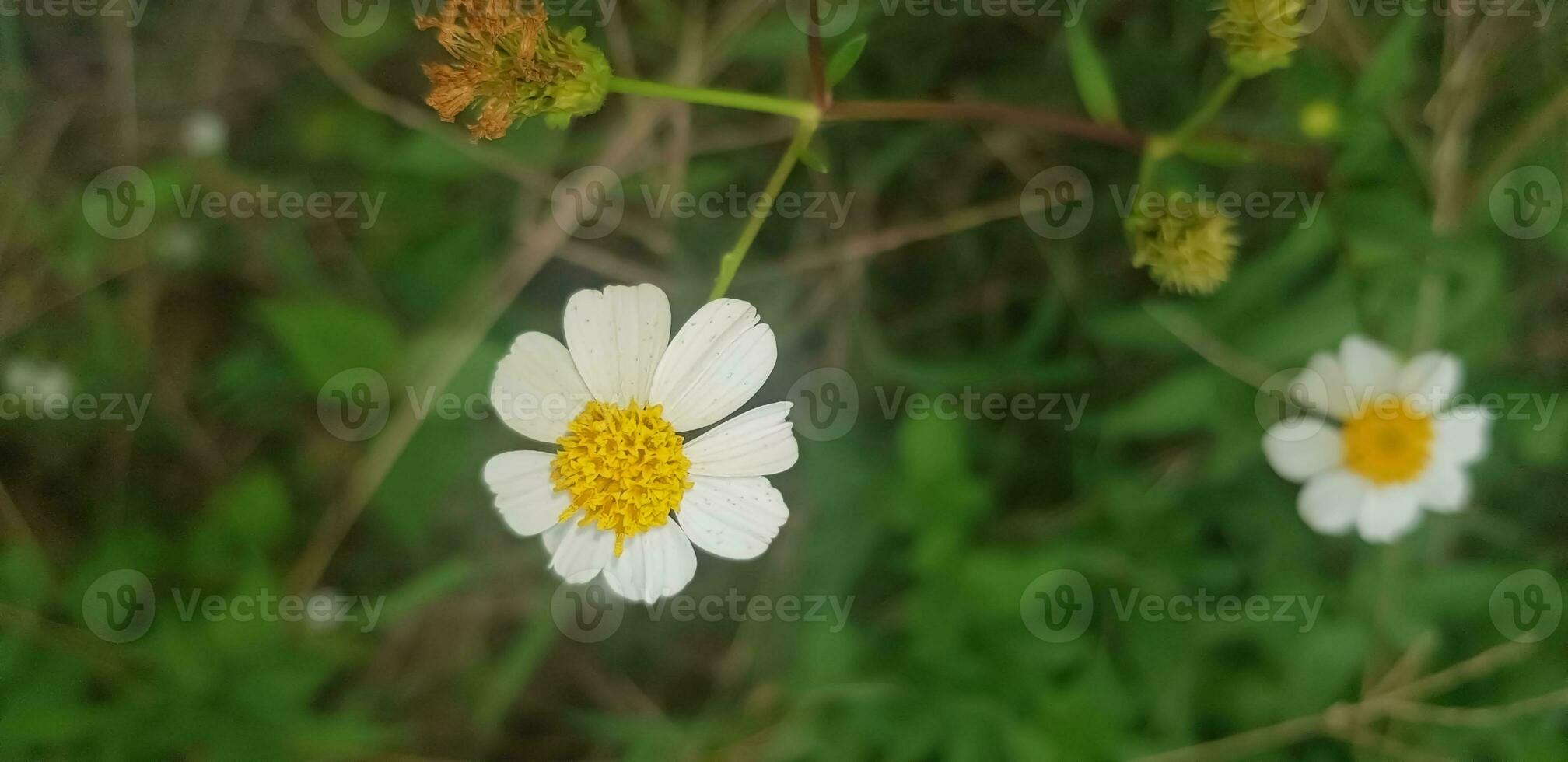 magnifique Marguerite fleurs avec vert feuillage ou Bellis Perennis je, ou composée épanouissement dans le parc pendant lumière du soleil de été journée photo