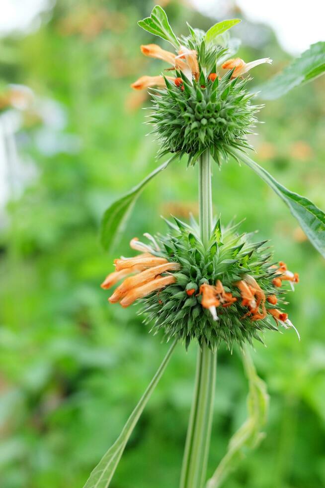 épanouissement Orange sauvage fleur dans tropical forêts tropicales jardin. photo