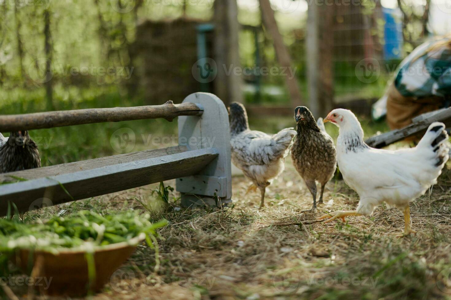 Jeune en bonne santé poulets aller de mangeoires à le ferme biologique herbe et blé alimentation pour mieux santé dans la nature photo