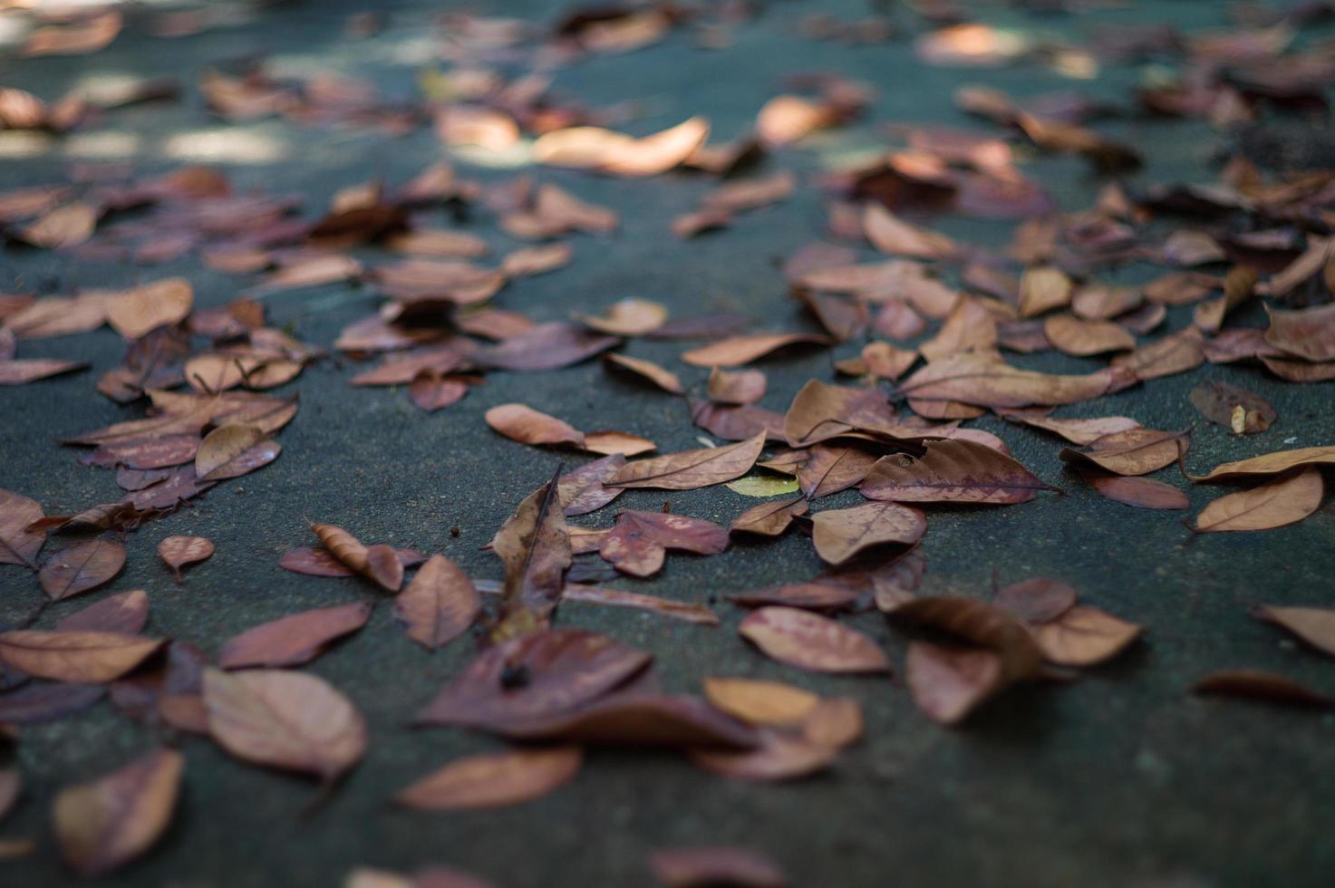 Texture et arrière-plan mise au point sélective des feuilles séchées sur le sol de ciment humide avec premier plan flou photo