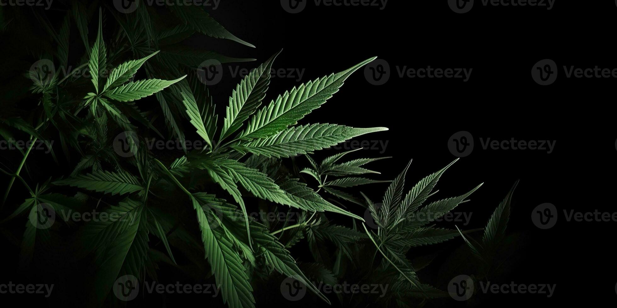 ai généré. ai génératif. photo macro coup de réaliste cannabis feuilles sur foncé de mauvaise humeur noir Contexte. pouvez être utilisé pour médicament promotion ou graphique conception. graphique art