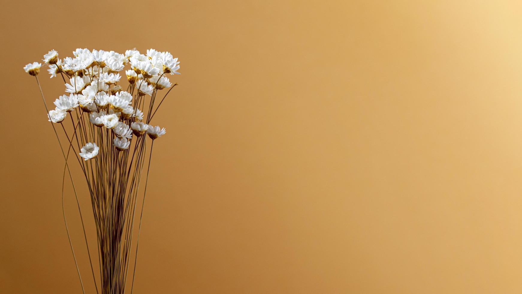 fleurs blanches sur fond marron photo