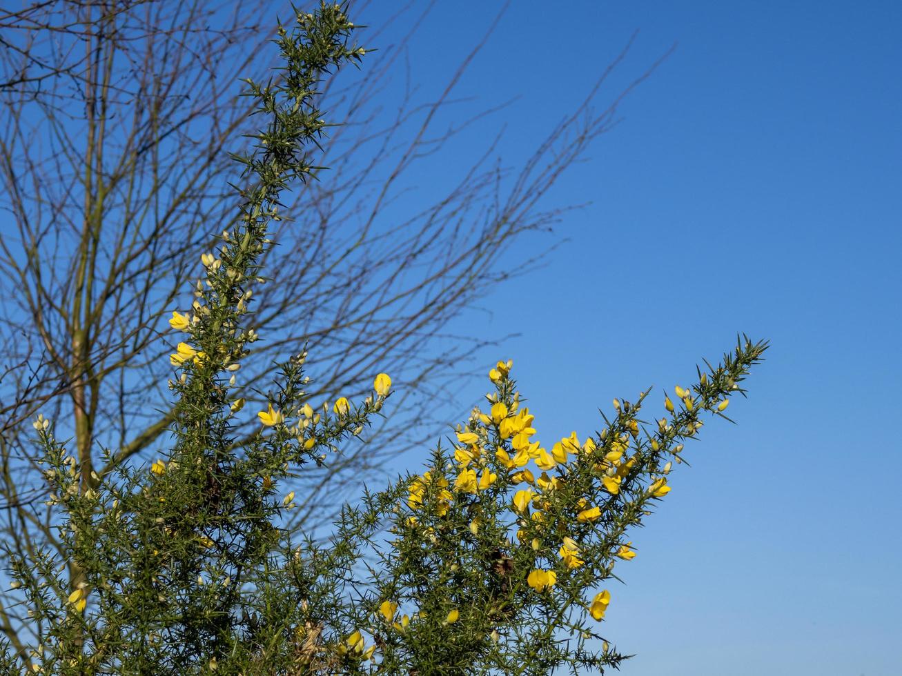 La floraison des ajoncs en hiver contre un ciel bleu clair photo