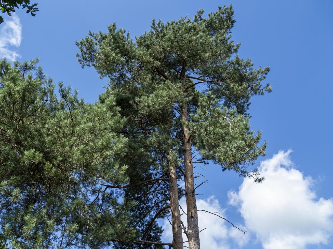de grands pins et un ciel bleu photo