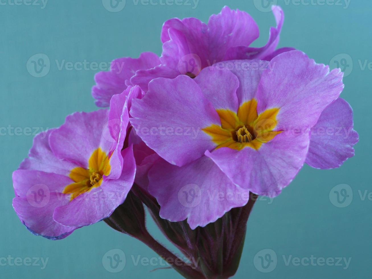 Gros plan de fleurs de champagne rose polyanthus rose photo