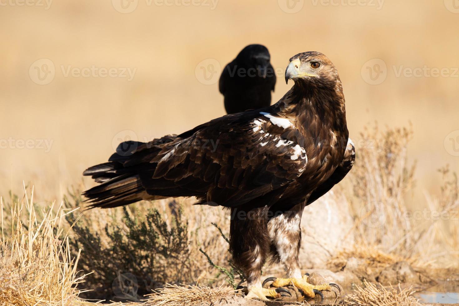 Aigle impérial espagnol Aquila adalberti photo