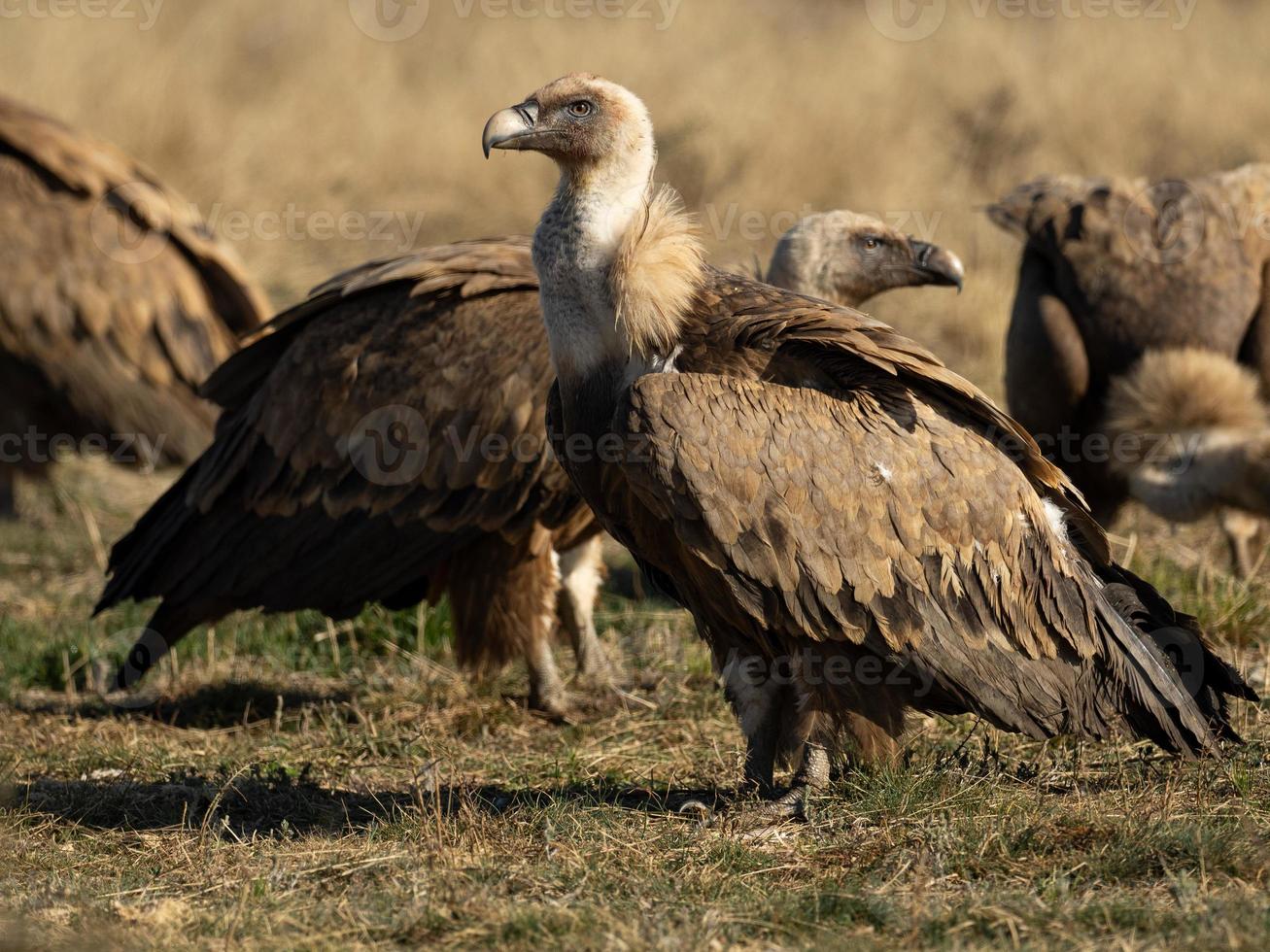 vautour fauve gyps fulvus photo