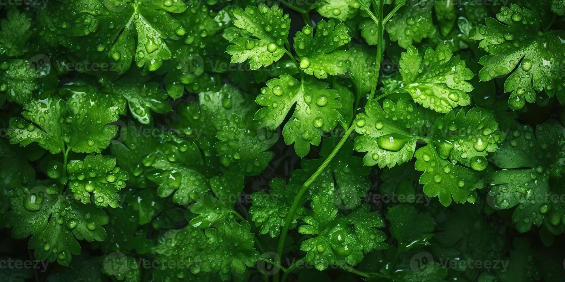 ai généré. ai génératif. vert éco biologique santé coriandre salade herbes. décoration santé mode de vie ambiance. graphique art photo