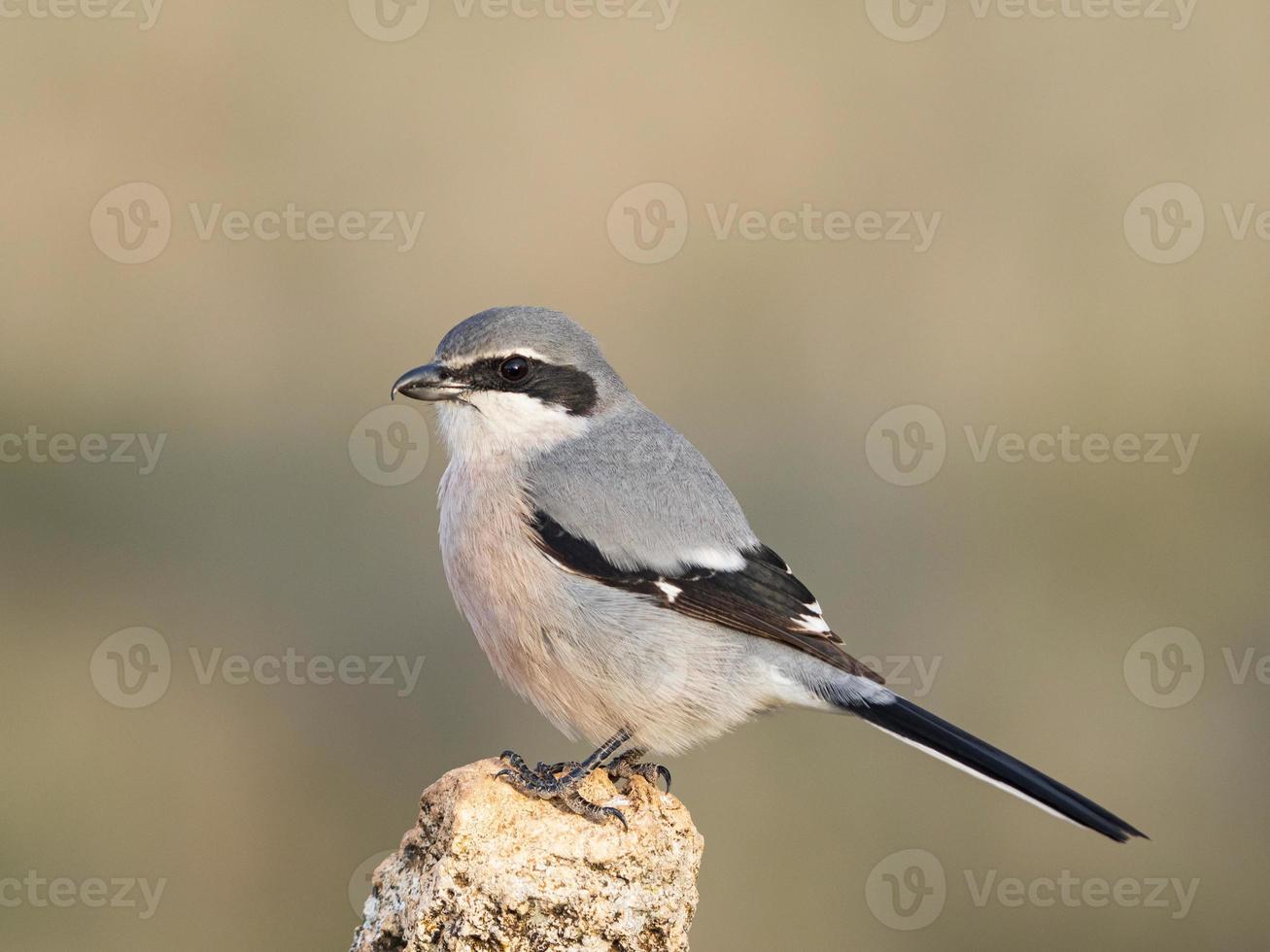 Pie-grièche grise ibérique Lanius meridionalis photo