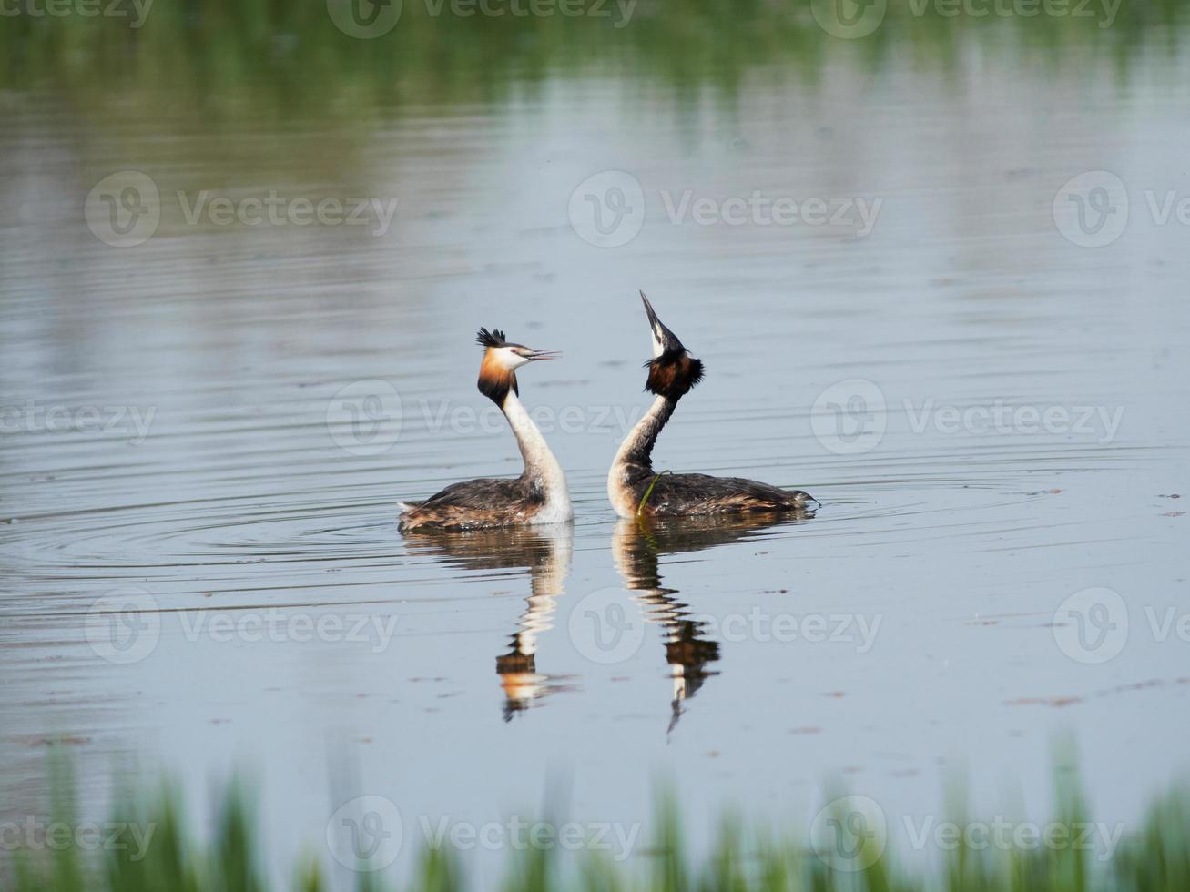 Grèbe huppé podiceps cristatus photo