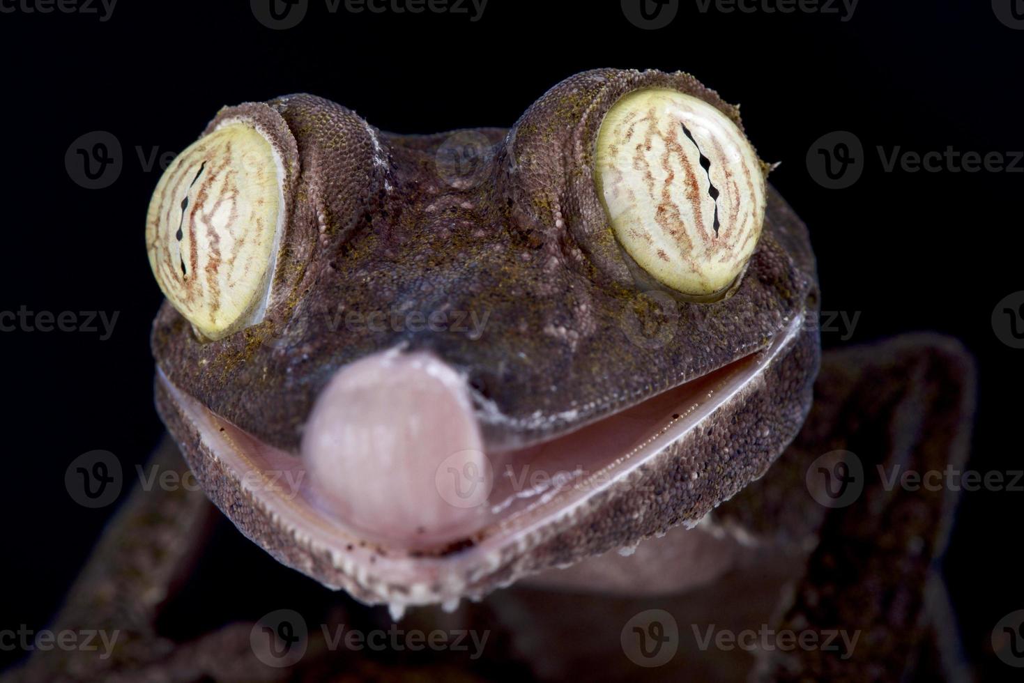 Gecko à queue feuille géante uroplatus fimbriatus photo