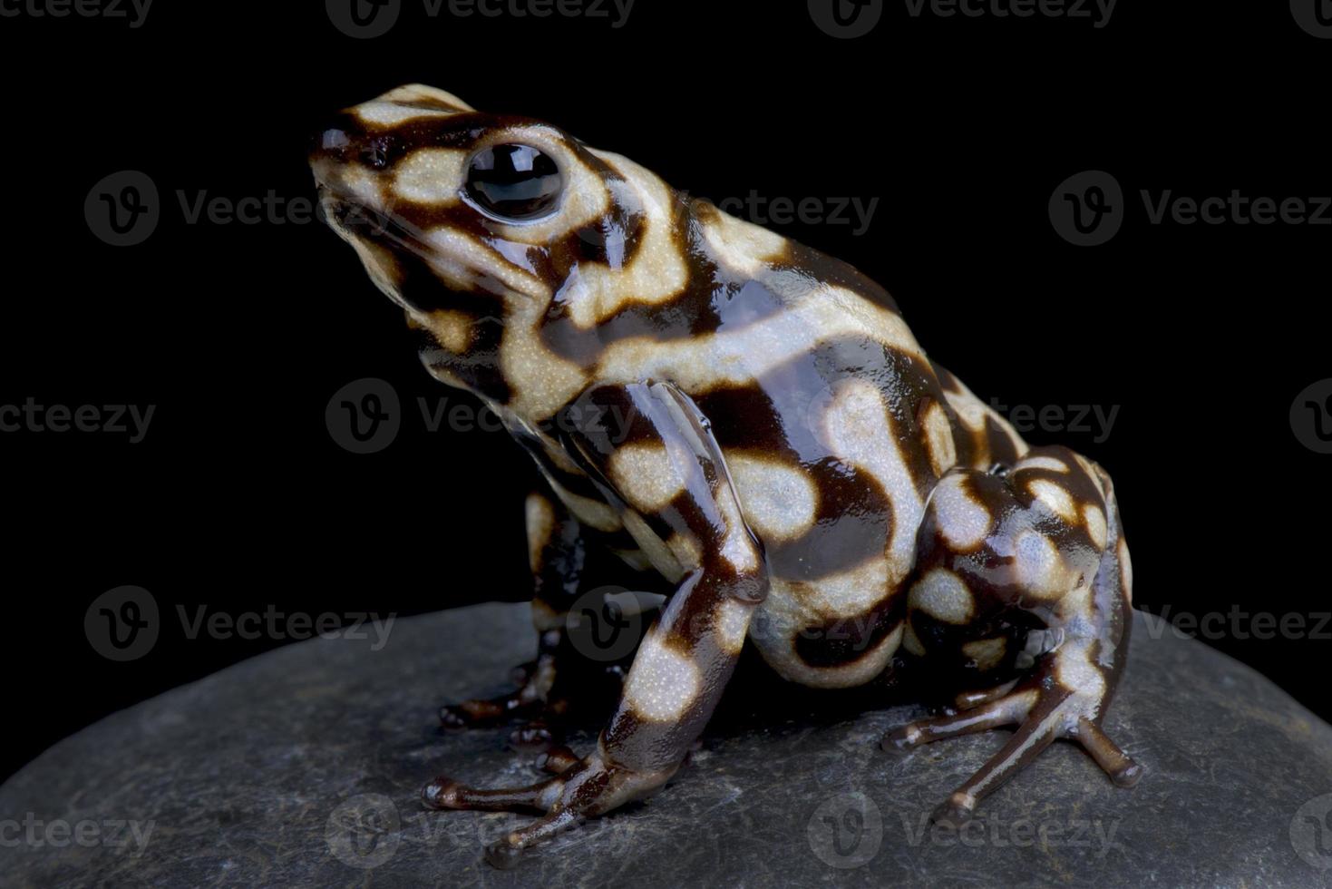 grenouille de flèche poison dendrobates auratus photo