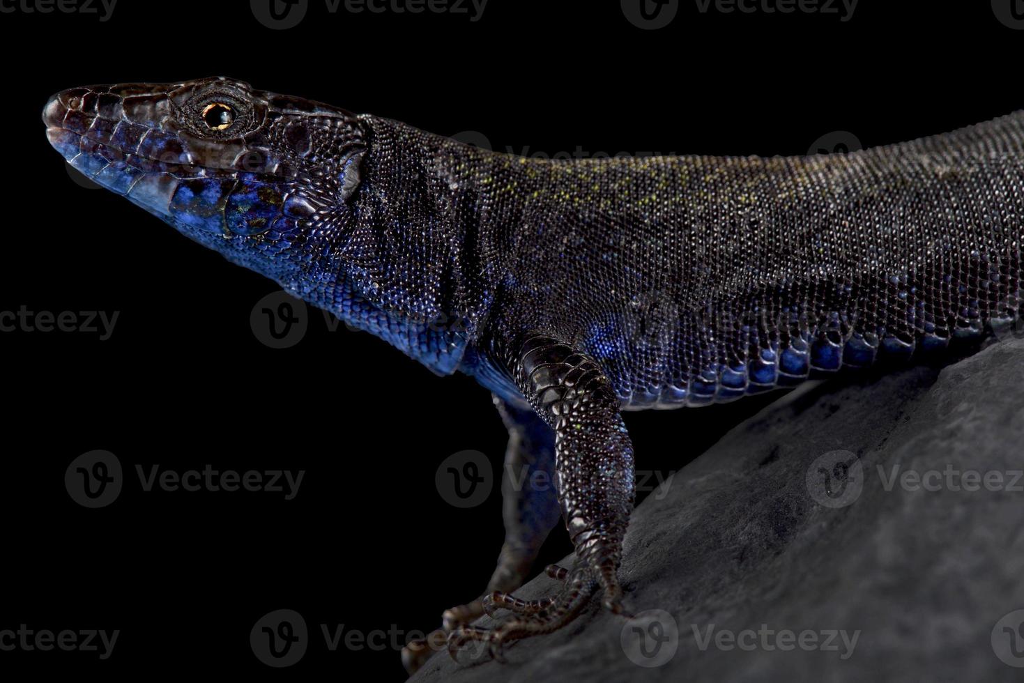 lézard de l'île de na bosc podarcis pityusensis gorrae photo