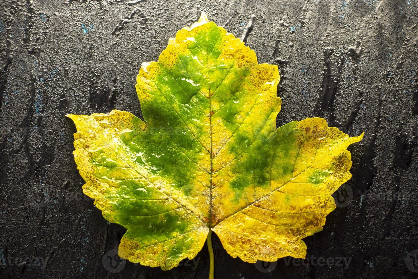 feuille d'érable jaune sur fond abstrait noir photo