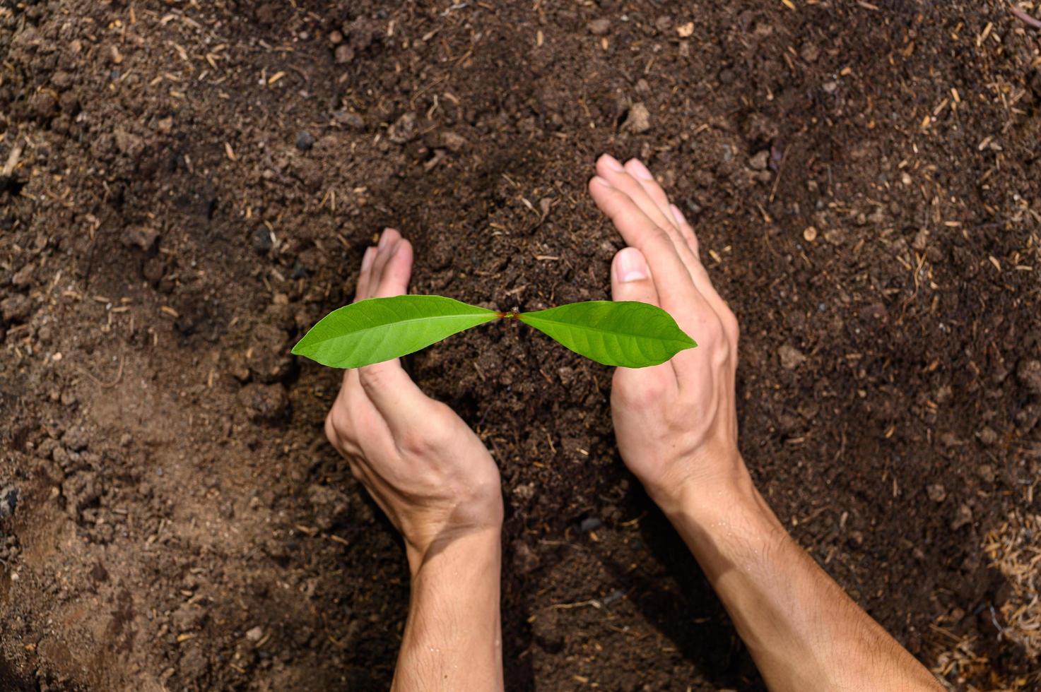 journée mondiale de l'environnement, planter des arbres et aimer l'environnement, aimer la nature. photo