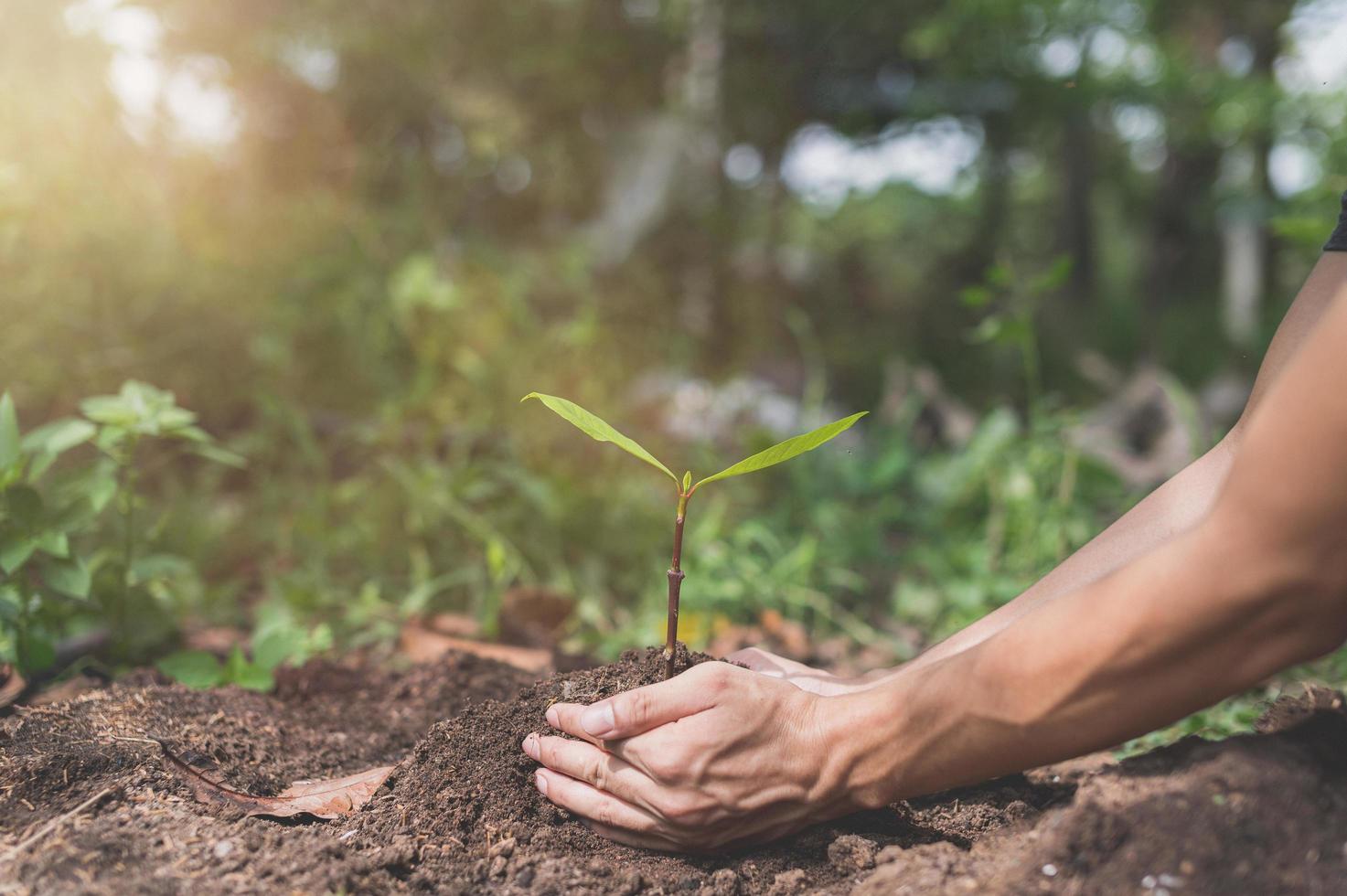 journée mondiale de l'environnement, planter des arbres et aimer l'environnement, aimer la nature. photo