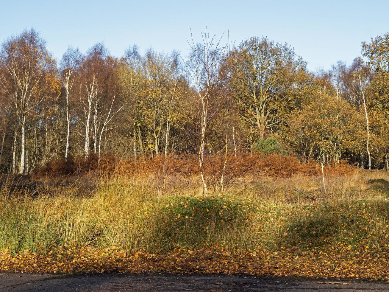 La végétation d'hiver en skipwith common nature reserve North Yorkshire Angleterre photo