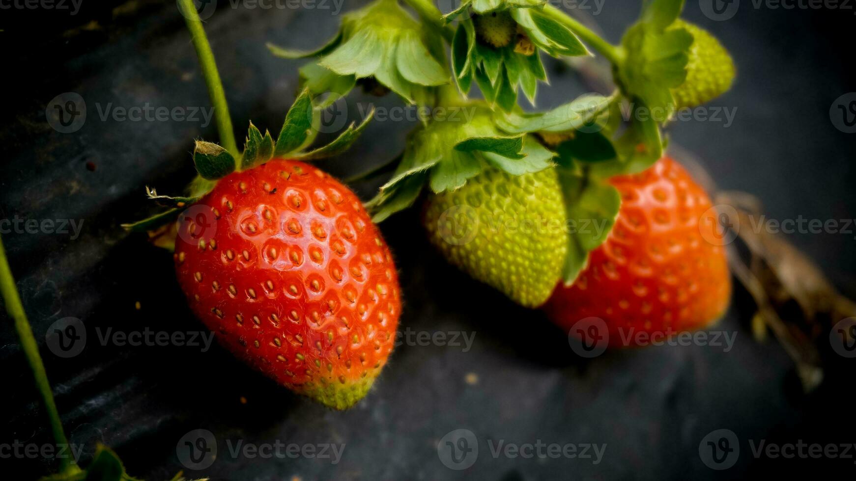 une fermer de Frais des fraises prêt à être dévoré photo