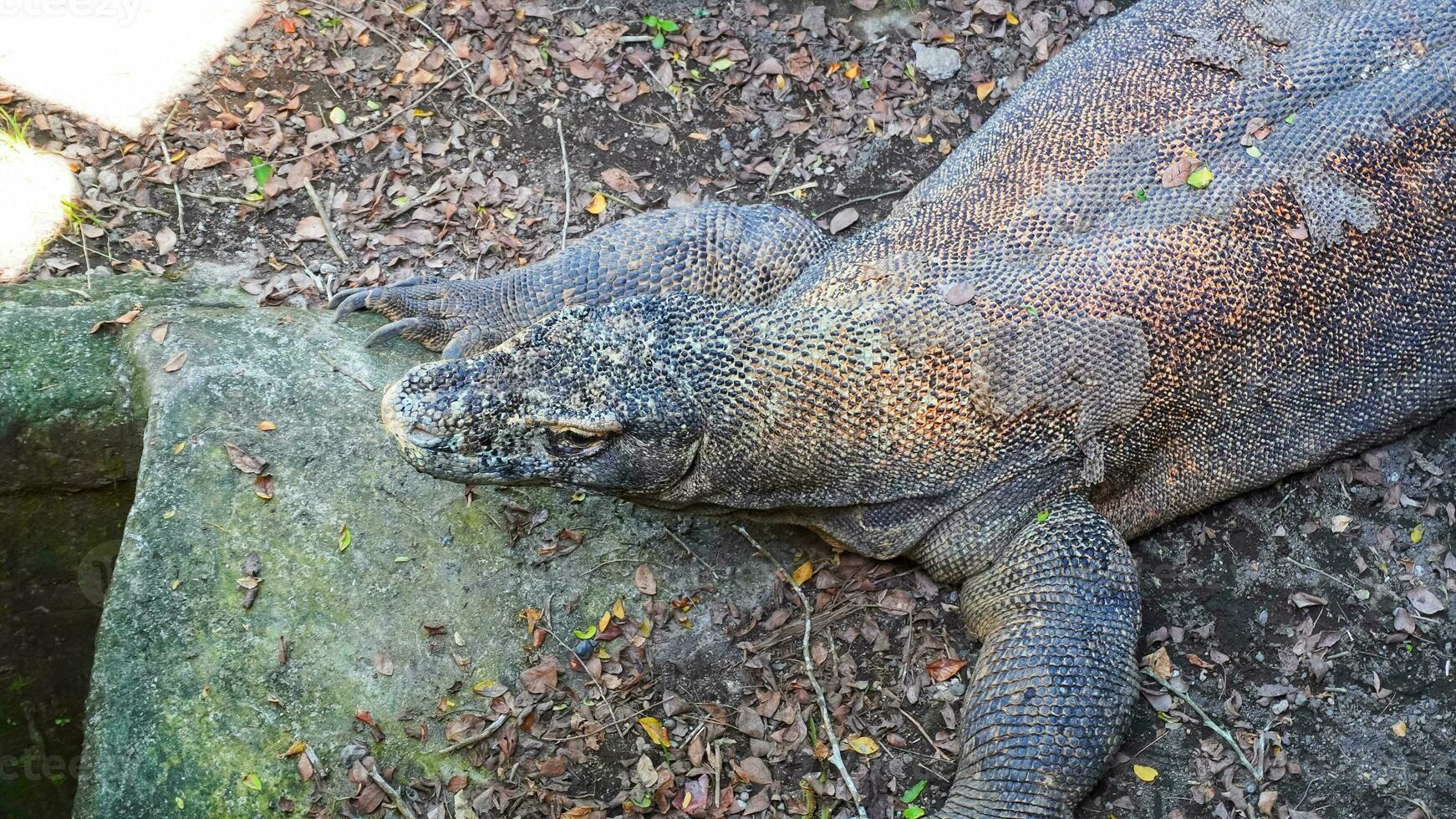 majestueux Komodo dragon le le plus grand lézard sur Terre photo