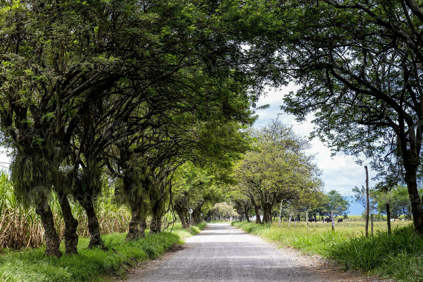 arbre canopée plus de un non pavé rural route à el cerrito dans le valle del Cauca Région dans Colombie photo