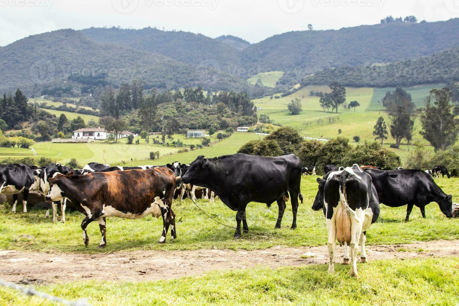 troupeau de laitier bétail dans la calera dans le département de cundinamarca proche à le ville de Bogota dans Colombie photo