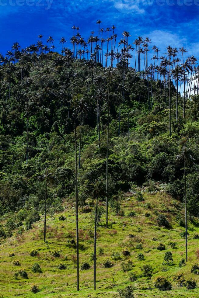 vue de le magnifique nuage forêt et le quindio la cire paumes à le cocora vallée situé dans salento dans le quindio Région dans Colombie. photo