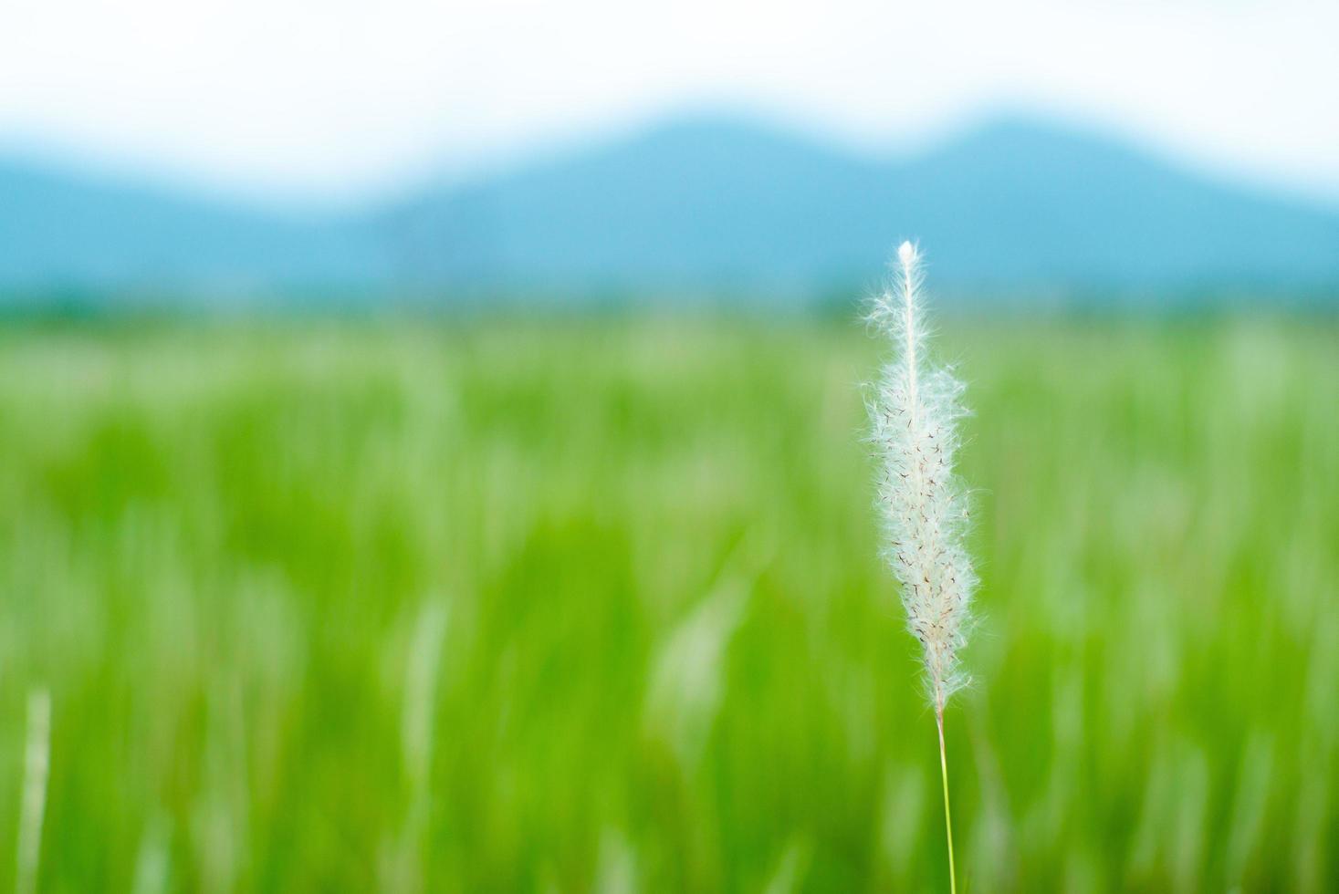 Mise au point sélective gros plan sur l'herbe à fleurs avec ferme de riz floue et montagne en arrière-plan photo
