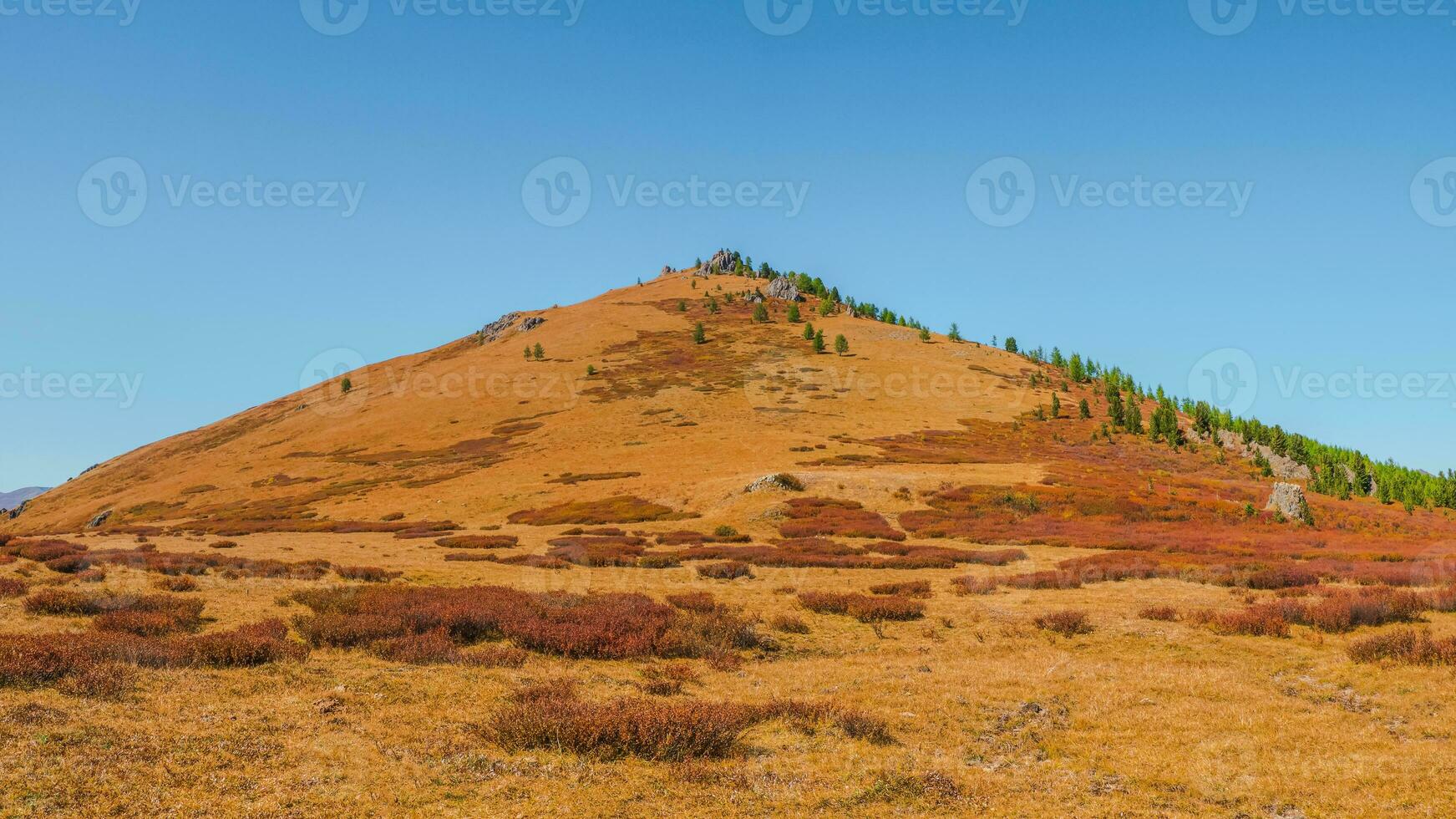 conique l'automne pente. brillant rouge l'automne Montagne pente. vif feuillage paysage avec forêt collines dans lumière du soleil. minimaliste paysage avec altaï montagnes. photo