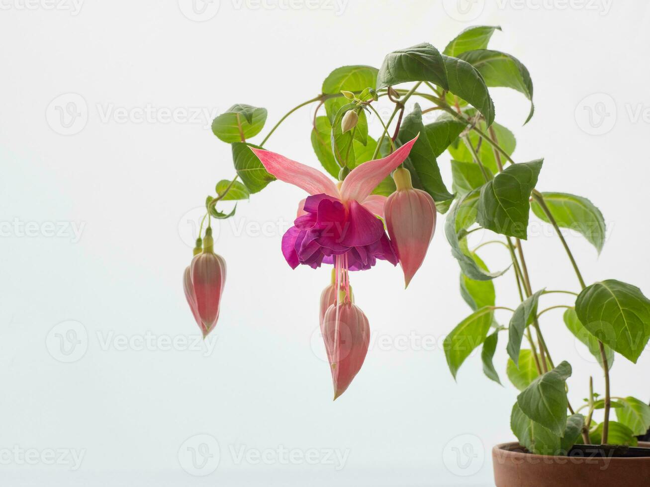 épanouissement rose fuchsia, grand fleurs sur une lumière Contexte photo