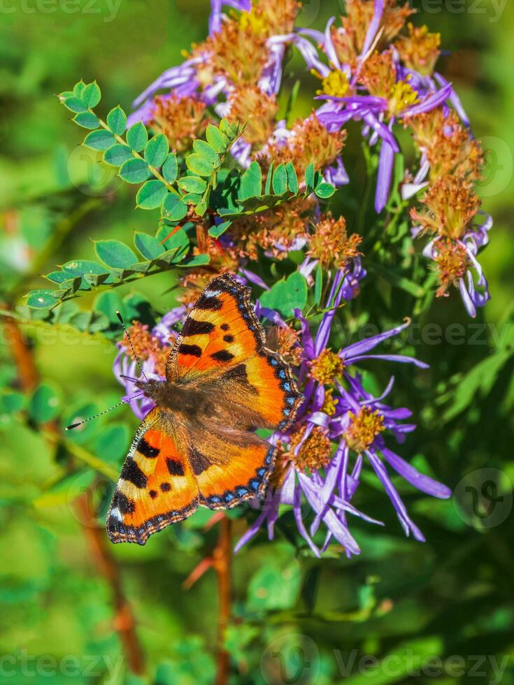 brillant imago aglais urticaire, petit écaille de tortue papillon sur une fleur, proche en haut. photo