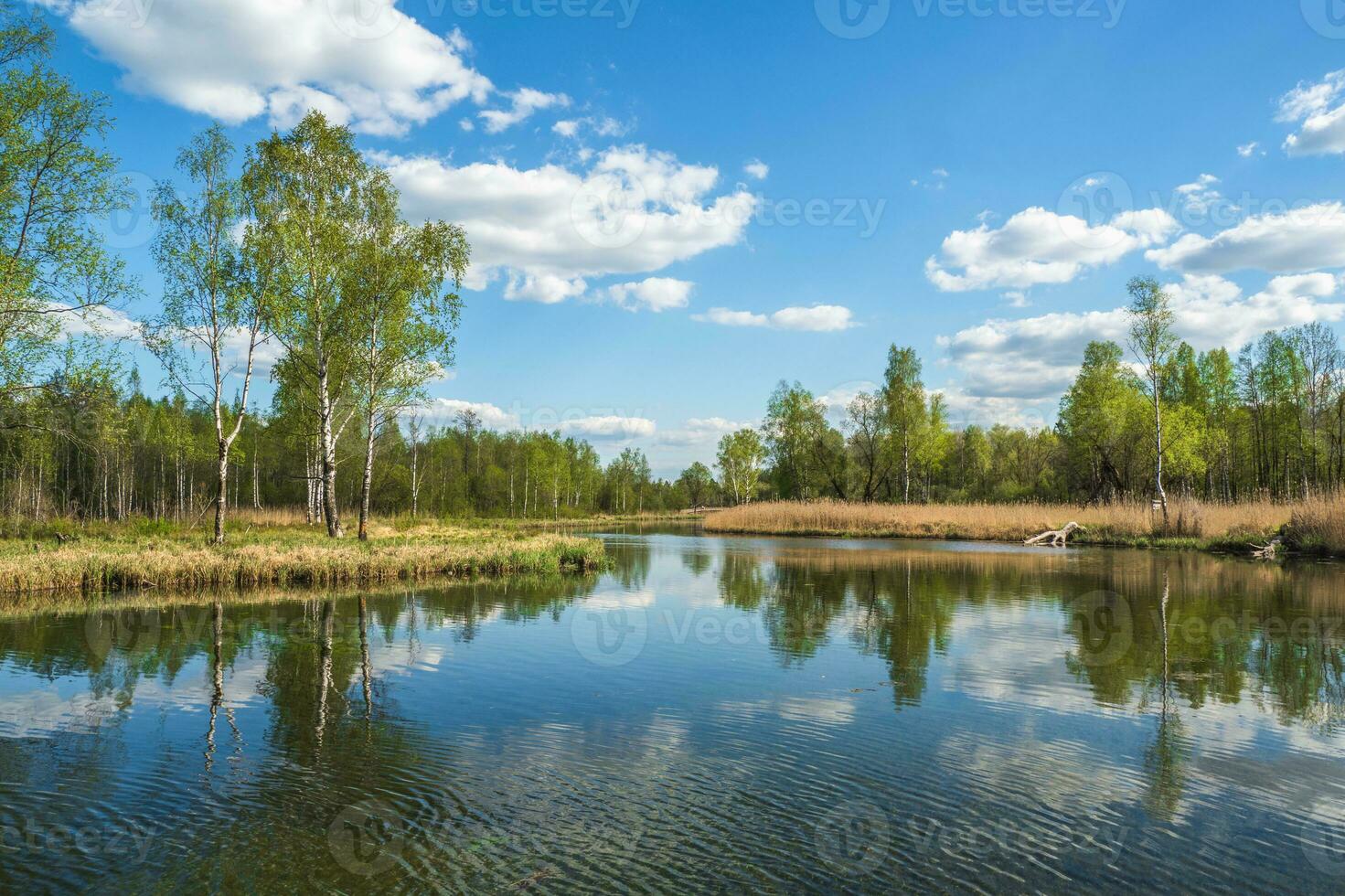 magnifique russe paysage avec bouleaux par le étang photo