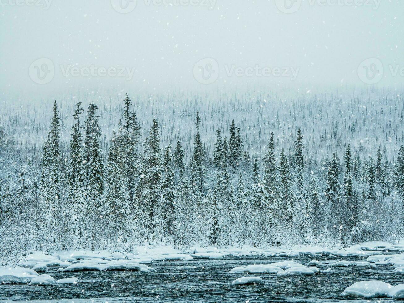 couvert de neige dense épicéa forêt. intacte pur la nature photo