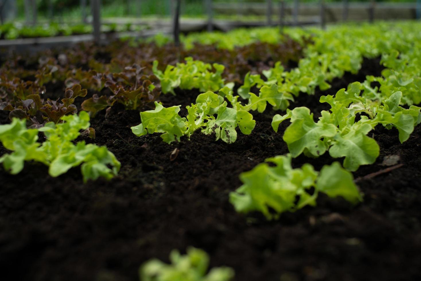 Gros plan peu de légumes biologiques cultivés dans le bac de la pépinière à la ferme avec groupe de légumes floue en arrière-plan photo