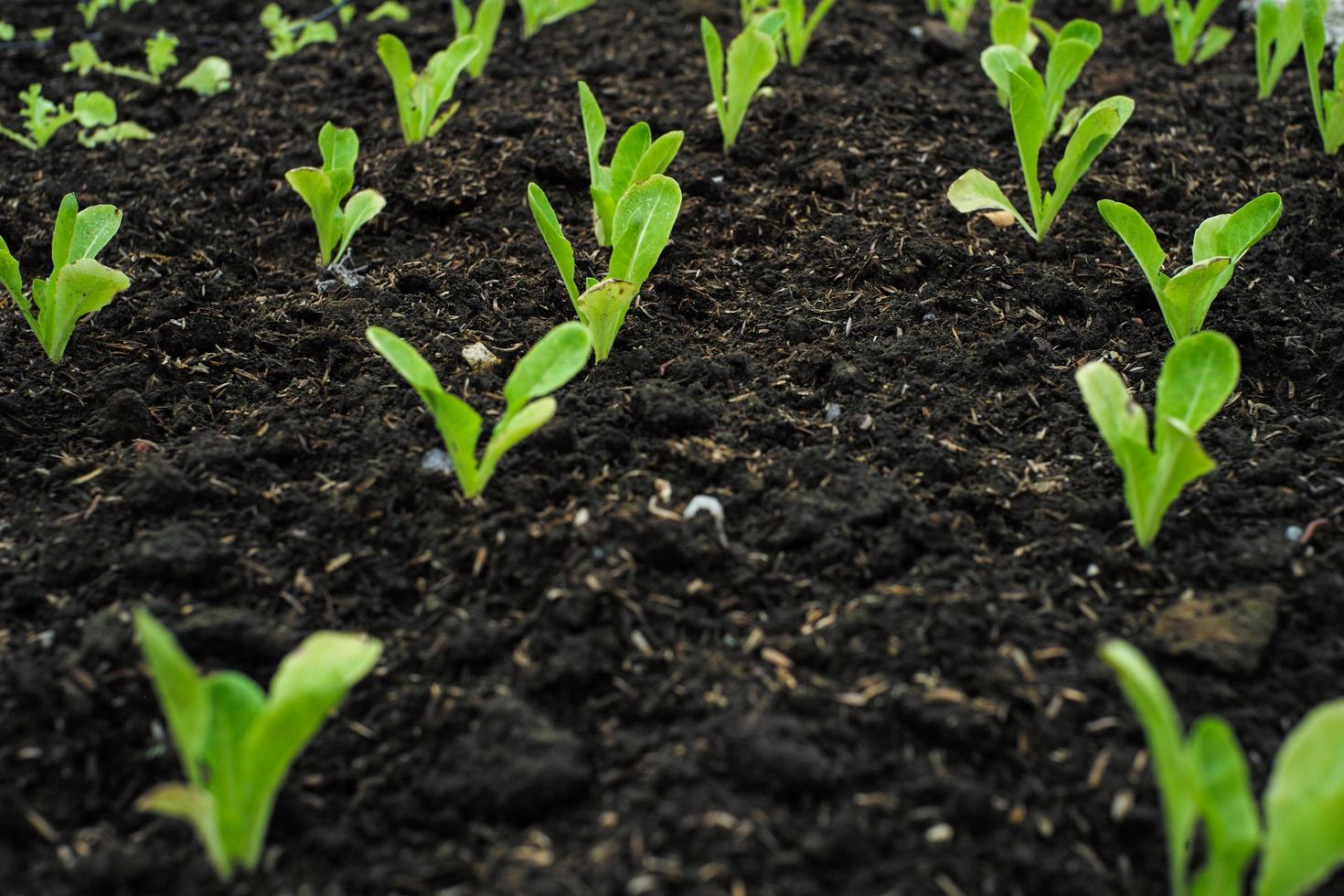 Gros plan peu de légumes biologiques cultivés dans le bac de la pépinière à la ferme avec groupe de légumes floue en arrière-plan photo