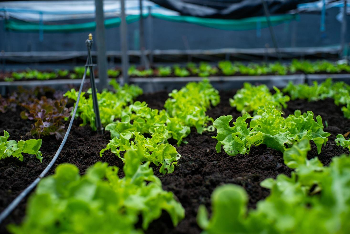 Gros plan peu de légumes biologiques cultivés dans le bac de la pépinière à la ferme avec groupe de légumes floue en arrière-plan photo