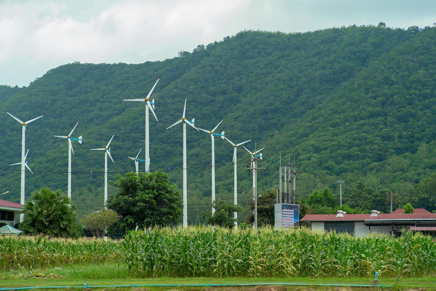 paysage de ferme éolienne pour produire de l'électricité avec une montagne en arrière-plan. concept d'énergie alternative et verte. champ de maïs sucré dans la ferme des moulins à vent. photo