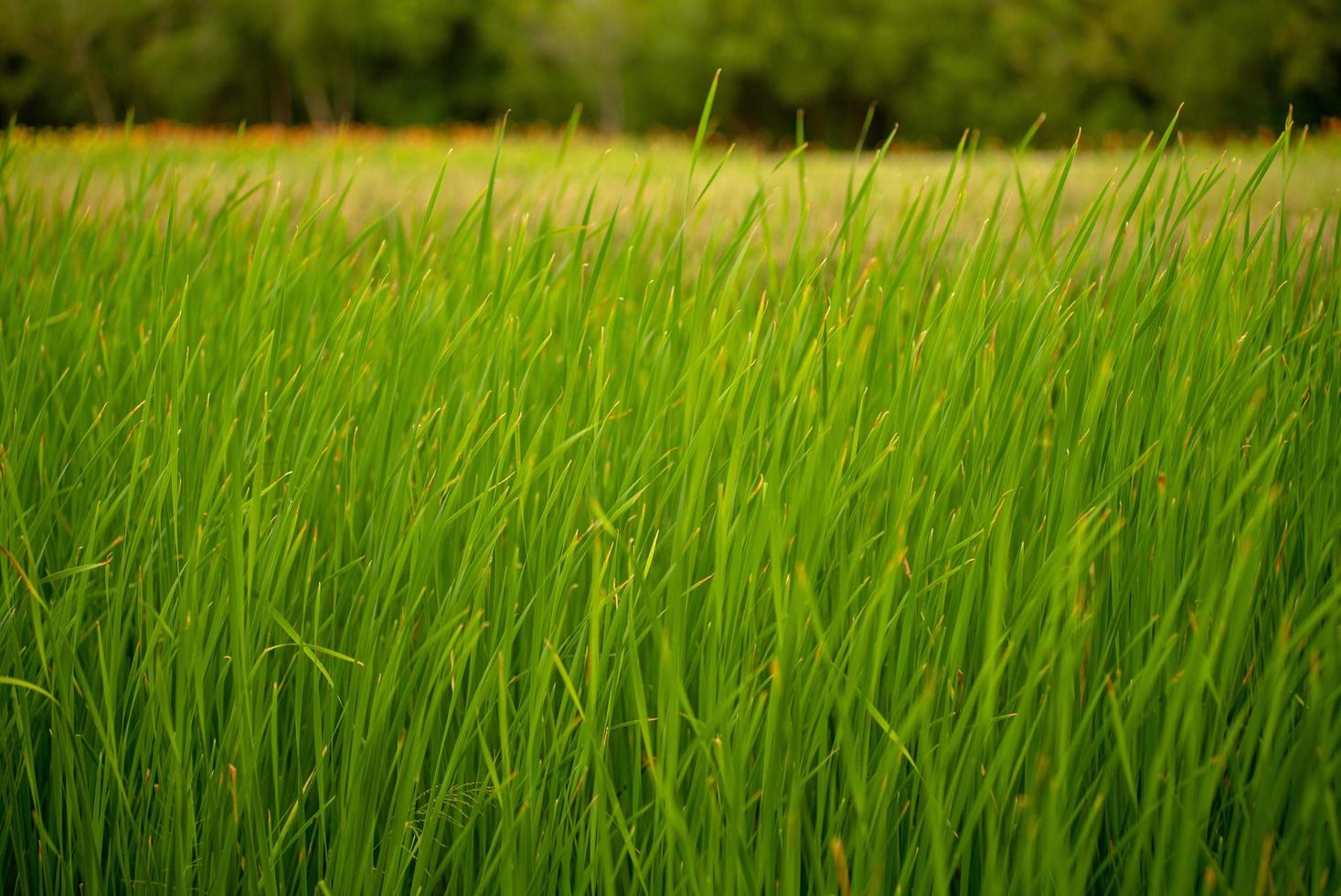 Champ libre et pré de moindre reedmace pour le système de traitement des eaux usées photo