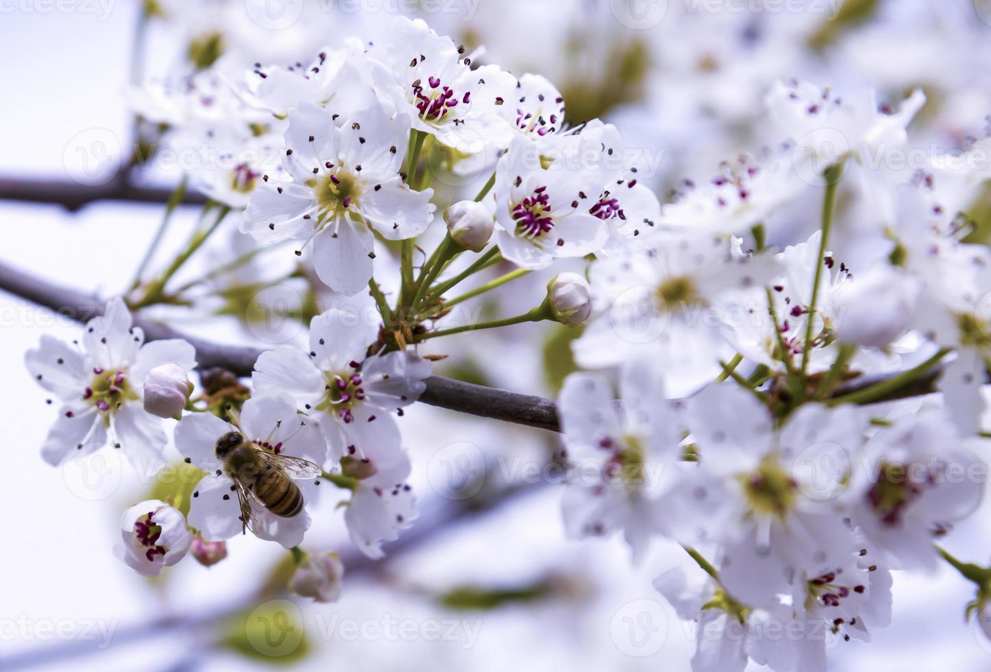 une abeille survolant une fleur d'amandier photo