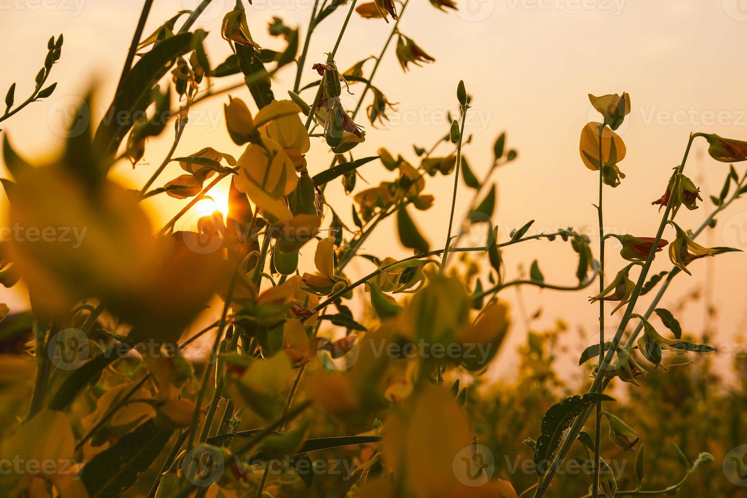 fleur de chanvre avec fleurs et fleurs de jardin photo